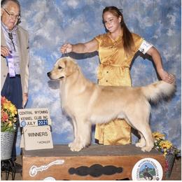 Peter - Golden Retriever