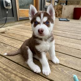 Beau (Green) - Red and white male Siberian Husky puppy in Ellijay, Georgia from Appalachian Siberians LLC