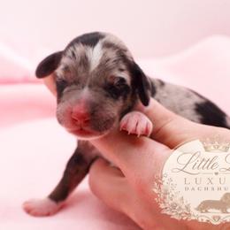 AKC Marina - Dapple female Dachshund puppy in Christiansburg, Virginia from Little Legs Luxury Dachshunds LLC