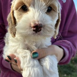 Tuesday - Buff and white female Cockapoo puppy in Adrian, Oregon from ApplebyFarm