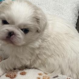 Full AKC - Maki - White male Pekingese puppy in Hustontown, Pennsylvania from Triple I Pekes