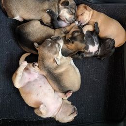 Chihuahua Puppies from Dauntless Chihuahuas