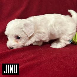 Jinu - White male Coton de Tulear puppy in Provo, Utah from New Canyon Havanese & Coton Puppies