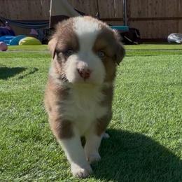 Reef - Red tri-color male Australian Shepherd puppy in Springfield, Oregon from Shelter Cove Aussies