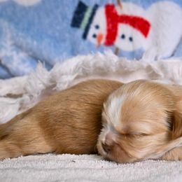 Lumi - Cream and white female Shih Tzu puppy in Montrose, Colorado from Nana's Happy Pups
