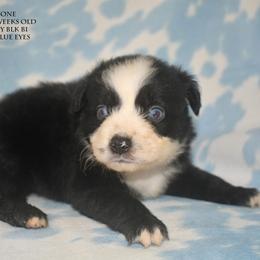 Boone - Black & white male Miniature Australian Shepherd puppy in Patterson, North Carolina from DreamLine Aussies