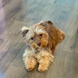 Oliver - Yorkshire Terrier