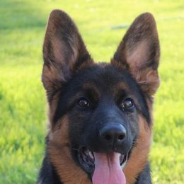 German Shepherd Puppies from vom Haus am Lerchenweg