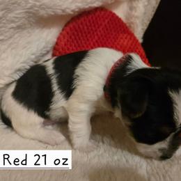 Mrs Red - Parti female Yorkshire Terrier puppy in Dover, Delaware from Lewis Precious Paws