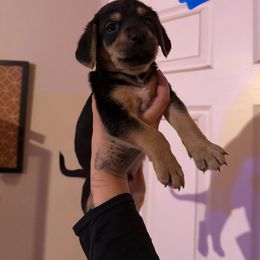 Chihuahua and Dachshund Puppies from Wienie_gang