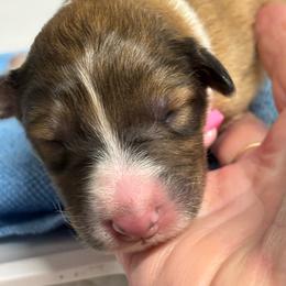 Pink collar - Sable and white female Collie puppy in Norris City, Illinois from Hoskins Collies