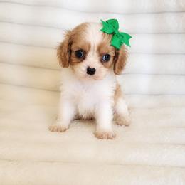 Allie - Blenheim female Cavalier King Charles Spaniel puppy in Wilburton, Oklahoma from My Kids Kennel