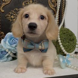 Derby - Cream male Dachshund puppy in Collins, Georgia from Liberty Longhair Dachshunds