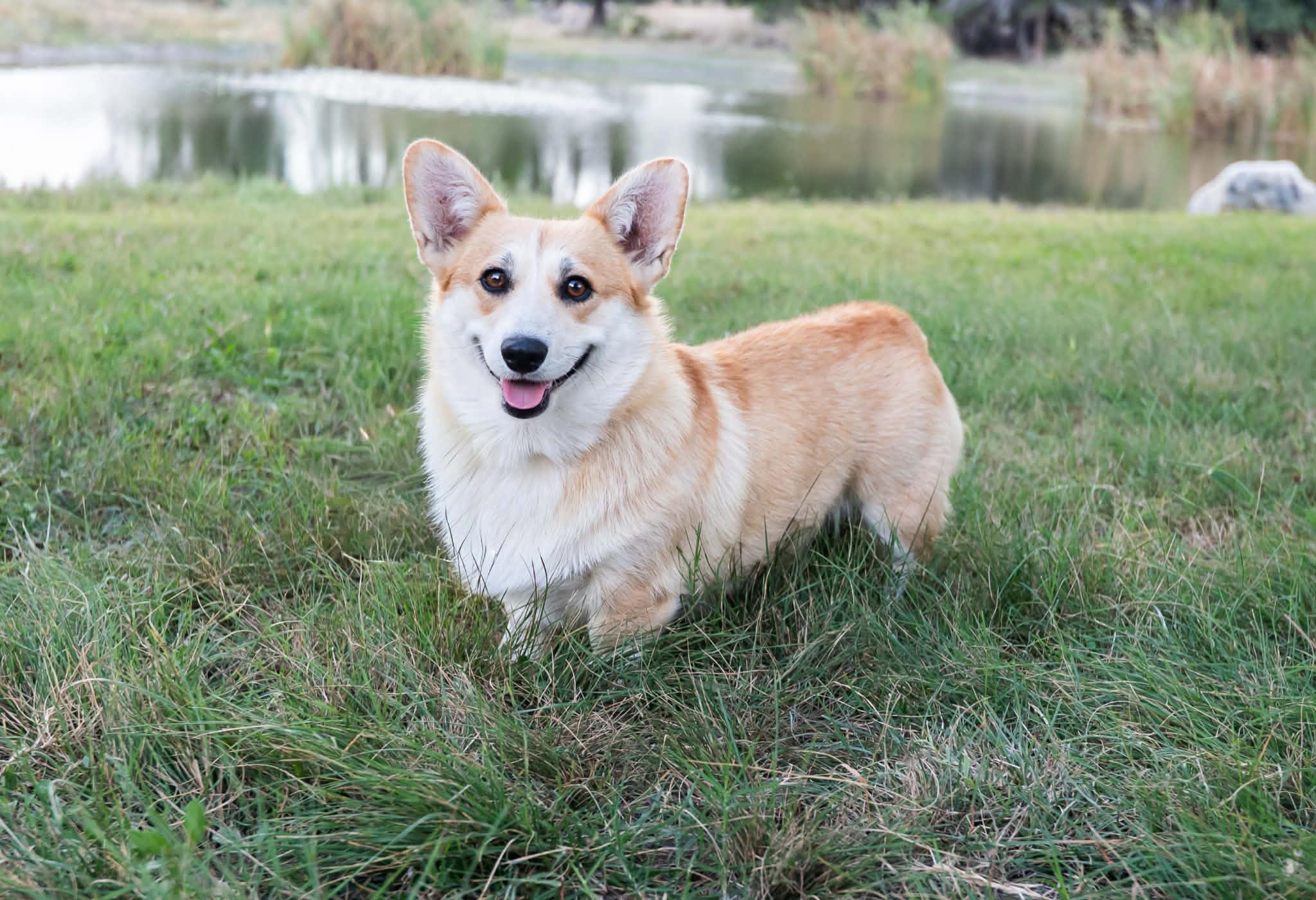 Coco