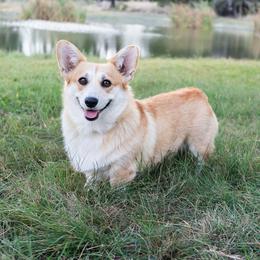 Coco - Pembroke Welsh Corgi