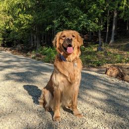 Rooster - Golden Retriever