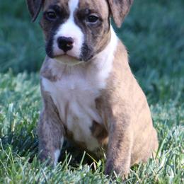 Rocky - Red brindle male American Staffordshire Terrier puppy in Guilford County, North Carolina from Explicit Kennel