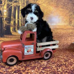 Bernedoodle and Goldendoodle Puppies from Ohana Doodles