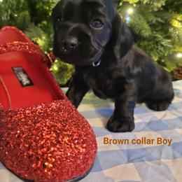 Brown Boy - Black male Cockapoo puppy in Dayton, Ohio from There's no place like home spaniels