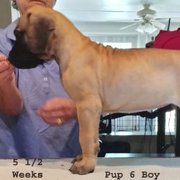 Great Dane Puppies from Drogheda Great Danes