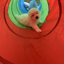 Samoyed Puppies from Samoyed Puppies