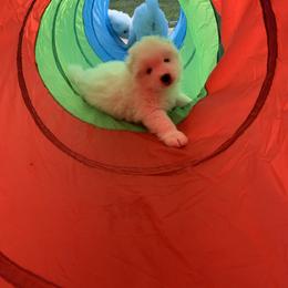 Samoyed Puppies from Samoyed Puppies