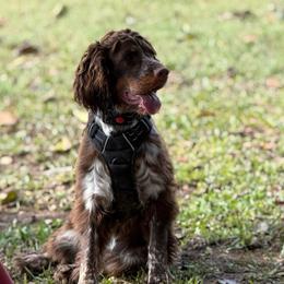 Stella - English Springer Spaniel