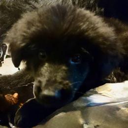 Puppy 1 - Black male German Shepherd puppy in Bluff City, Tennessee from What a Heart Wants