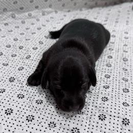 Espresso - Black female Dachshund puppy in Nevada, Missouri from Backroad Fur Babies
