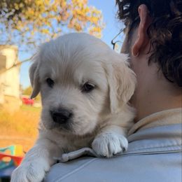 Purple Girl - Light golden female Golden Retriever puppy in Fremont, Ohio from Mi-Kels Belgians and Goldens