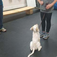 English Setter Puppies from Finlauson's Pet Care Center and Granite State Service Dogs