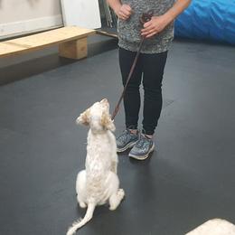 English Setter Puppies from Finlauson's Pet Care Center and Granite State Service Dogs