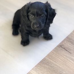 Dachshund Puppies from Doxie Acres