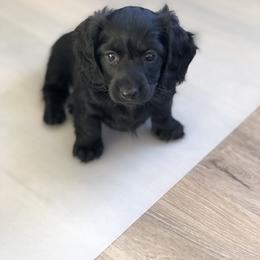 Dachshund Puppies from Doxie Acres
