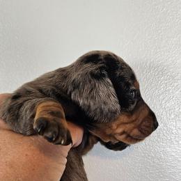 August - Dapple female Dachshund puppy in El Paso, Texas from Mells Weenies