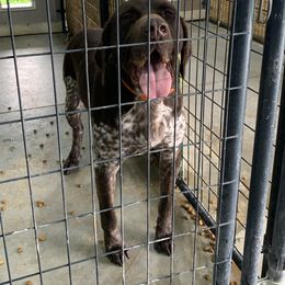 German Shorthaired Pointer Puppies from Karlen Kennels