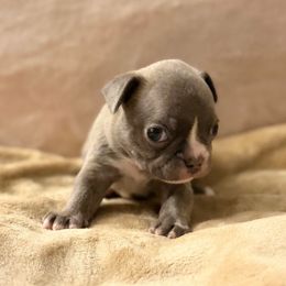 Armani - Blue male Boston Terrier puppy in Pahrump, Nevada from Lujan Ranch