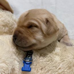 Yellow male 4 - Yellow male Labrador Retriever puppy in Orlando, Florida from Clarisma K9’s