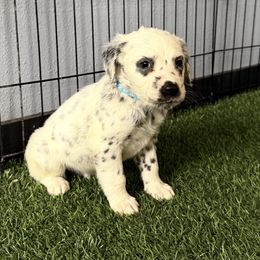 Spree LUA LONG COAT - White and black male Dalmatian puppy in Sedalia, Missouri from Missouri Dalmatians