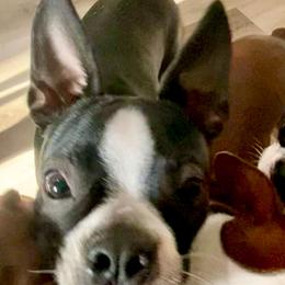 Georgie Washington born in the 250th yr of our country - Black and white male Boston Terrier puppy in Murrells Inlet, South Carolina from Inlet Boston Terriers