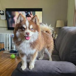 Morpheus - Pomsky