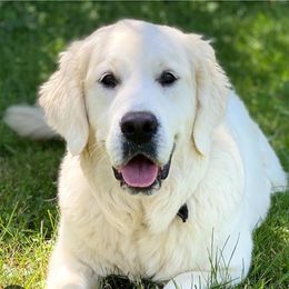 Evie - Golden Retriever