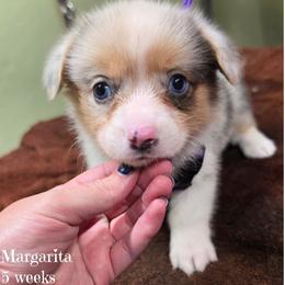 Margarita - Blue merle and white female American Corgi puppy in Mansfield, Ohio from Moonrise corgis