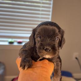 Saint - Black male Yorkipoo puppy in Atlanta, Georgia from YorkShih Pup & Co