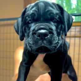 Orange collar male - Black male Cane Corso puppy in Gilbert, South Carolina from Sicuro Cane Corso LLC