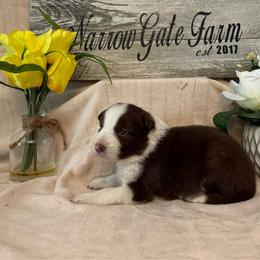Paris - White and red female Border Collie puppy in Moody, Texas from Narrow Gate Farm