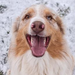 Australian Shepherds from Kingdom Dreams Australian Shepherds