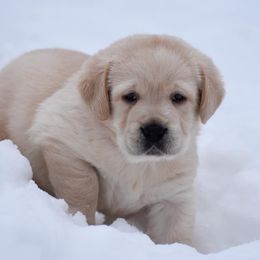 Labrador Retrievers from Empress Labradors and Basset Hounds
