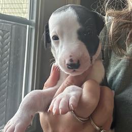 Boy 1 - Black male Whippet puppy in Corry, Pennsylvania from Sara's Whippets