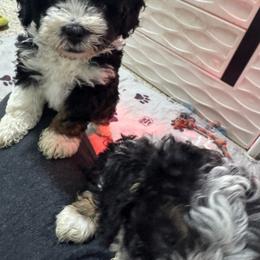 Tri purple - Tri-color female Bernedoodle puppy in Petersburg, Michigan from Brittany’s Mini Bernedoodles